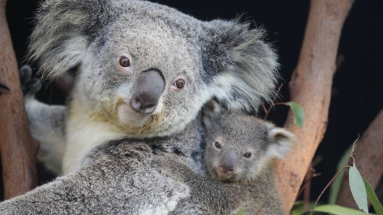 Die Zahl der Koalas nimmt in den vergangenen Jahren rapide ab.