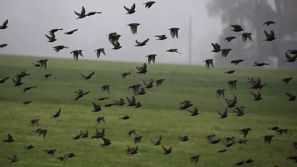 Der-Vogelzug-ist-von-Jahr-zu-Jahr-verschieden