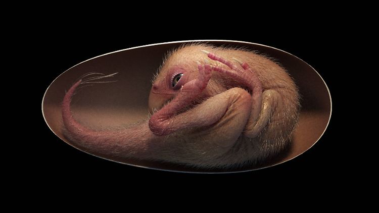 So könnte der pränatale Oviraptosaurus ausgesehen haben.