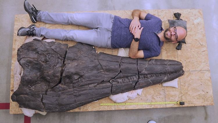 Zum Größenvergleich: Studien-Mitautor Lars Schmitz neben dem Schädel des Ichthyosauriers Cymbospondylus youngorum. 