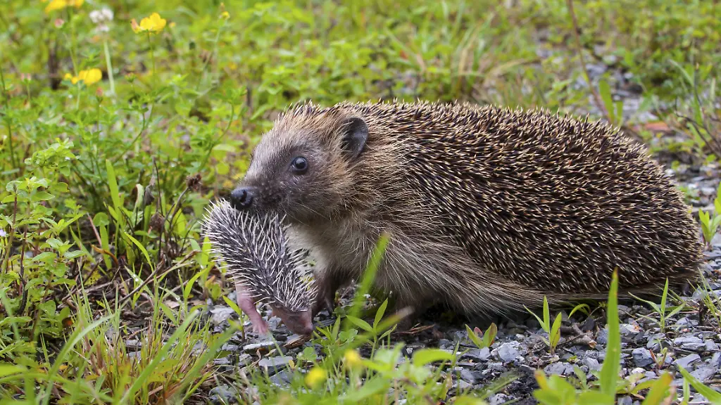 711e7ae944a7958085eaaa5c6e92a9ce