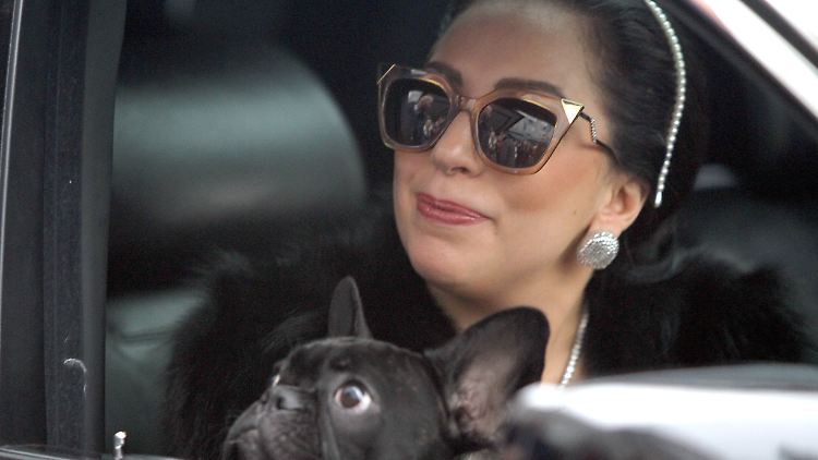 Lady Gaga und ihren Hunden geht es gut.