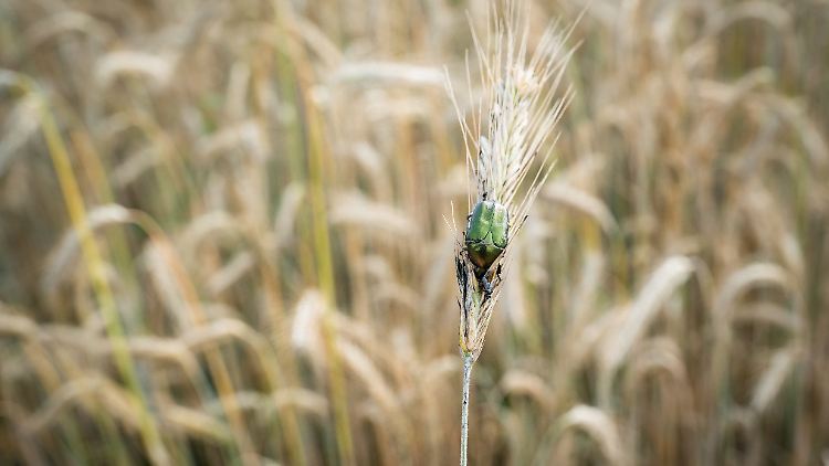 Um Insekten besser zu schützen, schlägt Umweltministerin Lemke verschärfte Zulassungsverfahren für Pestizide vor. 