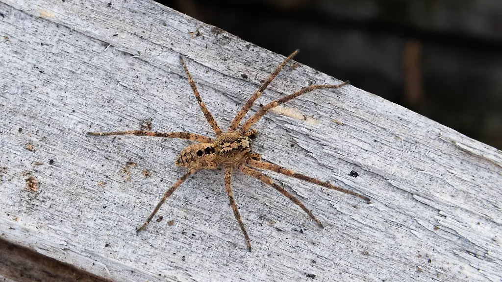 Die-Nosferatu-Spinne-ist-inzwischen-in-fast-ganz-Deutschland-verbreitet