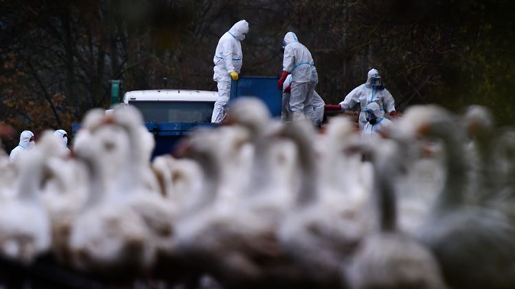 Die Behörden in Tschechien gehen mit gezielten Tötungen der infizierten Tiere gegen den Ausbruch der Seuche vor.