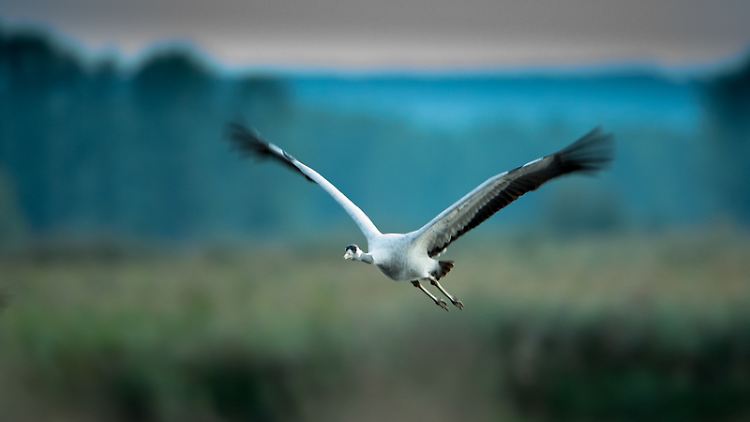 Kraniche gehören zu den Verlierern des Jahres - die Zukunft des Grauen Kranichs ist nach Ansicht des WWF ungewiss.