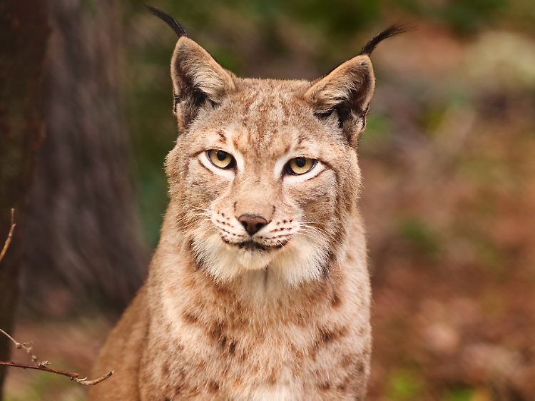 Ein Luchsweibchen (Lynx Lyny) im Wildpark Schorfheide nördlich von Berlin.