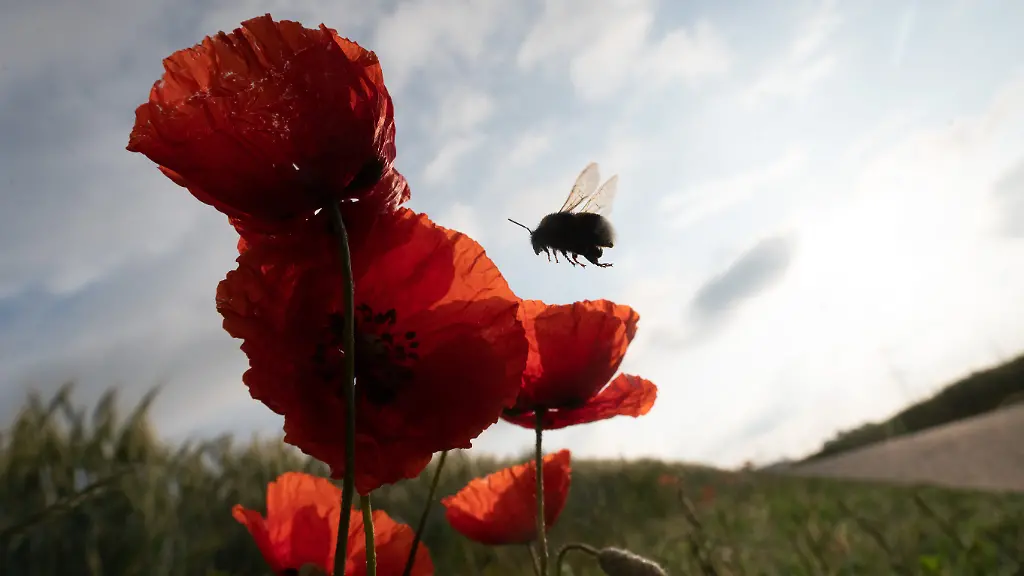 urn-binary-dpa-com-20090101-240930-935-271896-FILED