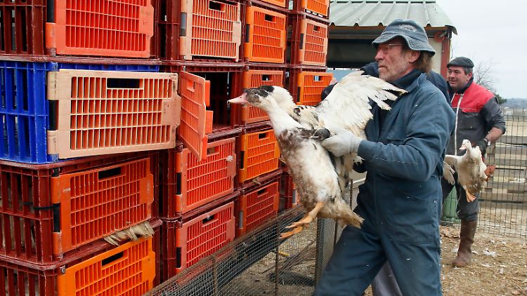 Frankreich ist immer wieder von der Vogelgrippe betroffen (Archivbild).