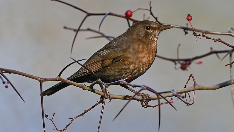 Ein wenig Artenkenntnis ist gefragt bei der Zählung zur "Stunde der Wintervögel" - das ist eine Amsel (Turdus merula), auch Schwarzdrossel genannt.