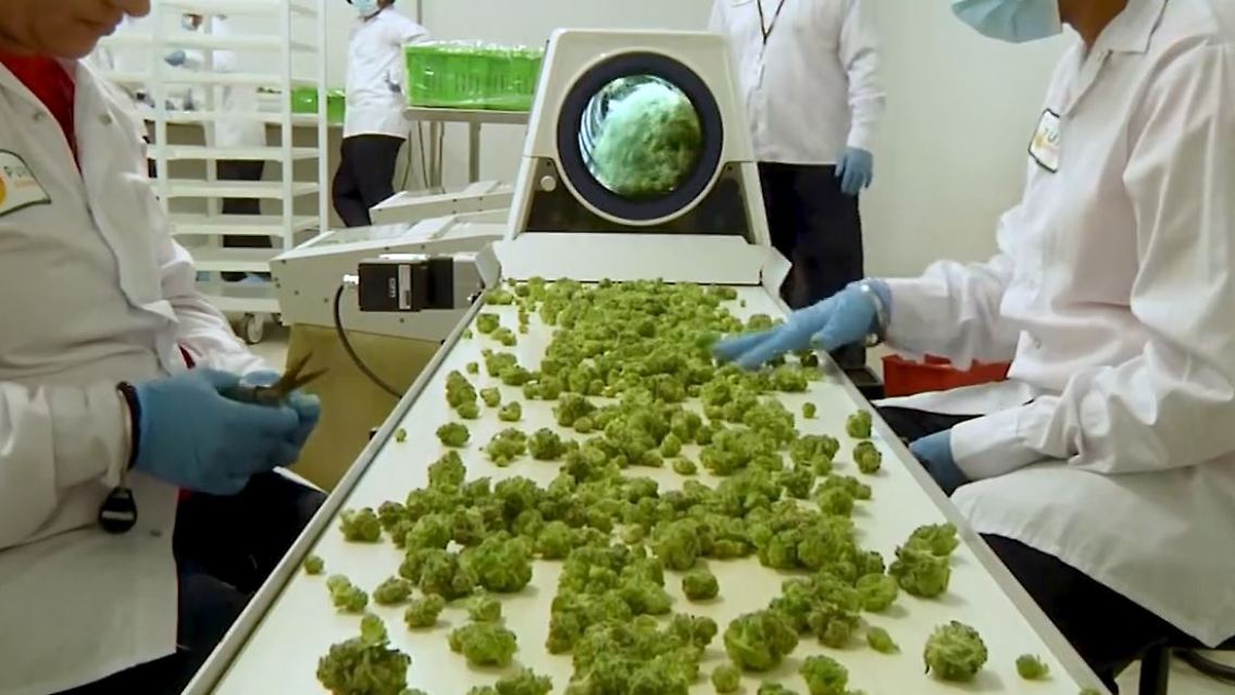 cannabis.JPG