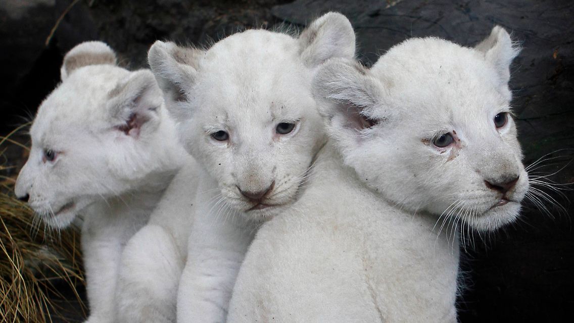 Argentina_White_Lions_EDB107.jpg733147088127104311.jpg