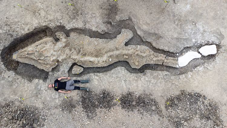 Das Fossil des Ichthyosauriers ist das größte dieser Art, das jemals in Großbritannien gefunden wurde.