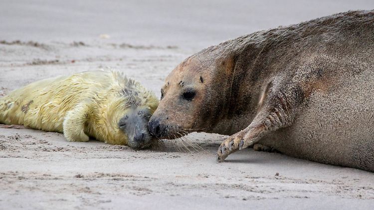 Ein neugeborenes Seehundjunges mit seiner Mutter.