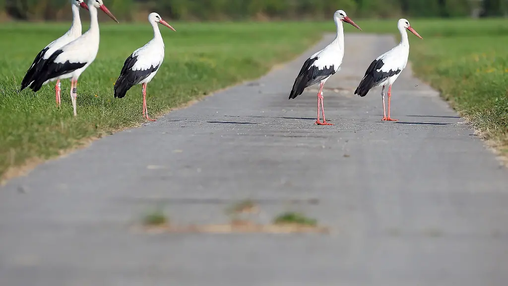 Die-Weissstoerche-hatten-kein-leichtes-Jahr-in-Bayern