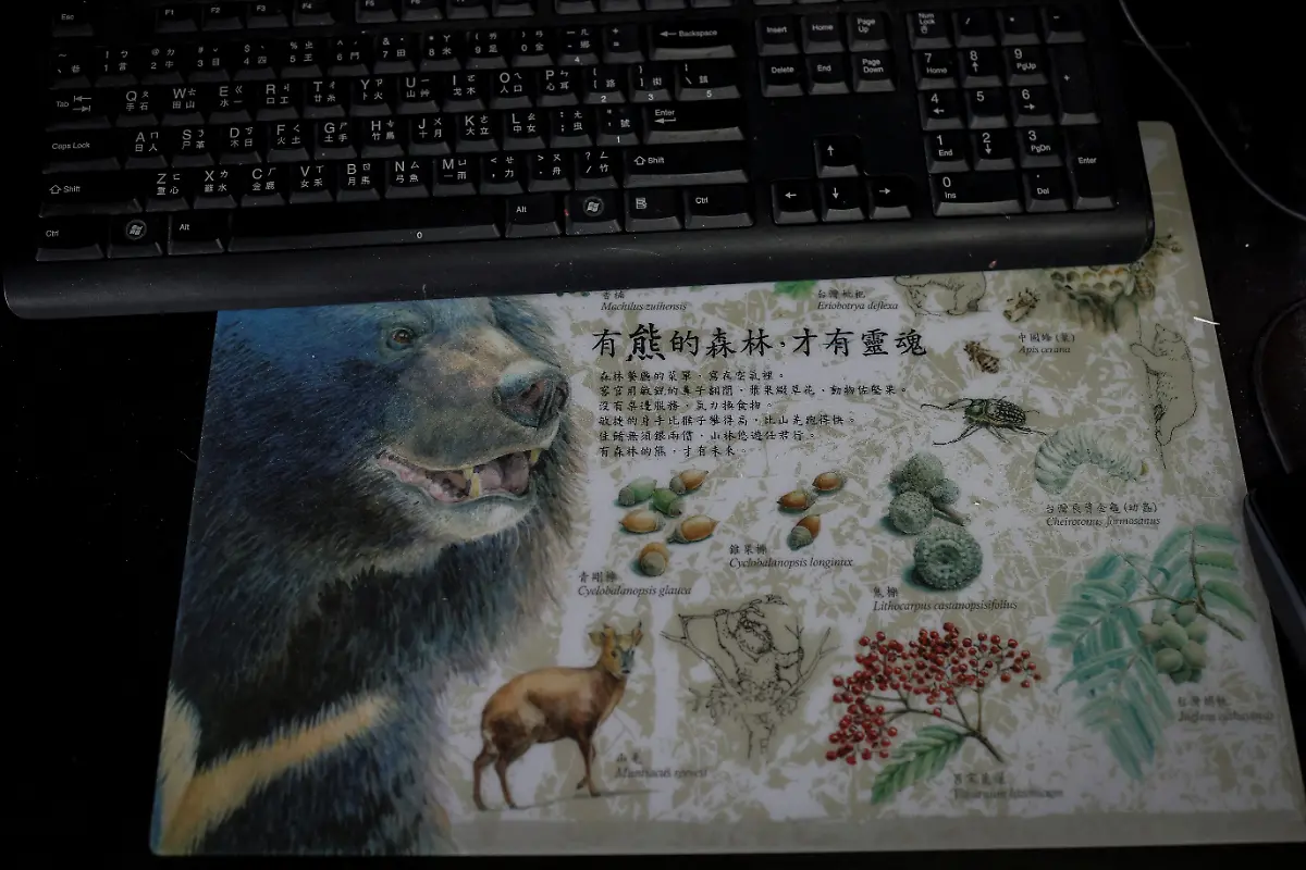2024-08-27T230039Z-2099448127-RC2TQ7ALPU3G-RTRMADP-3-TAIWAN-WILDLIFE-FORMOSAN-BEARS