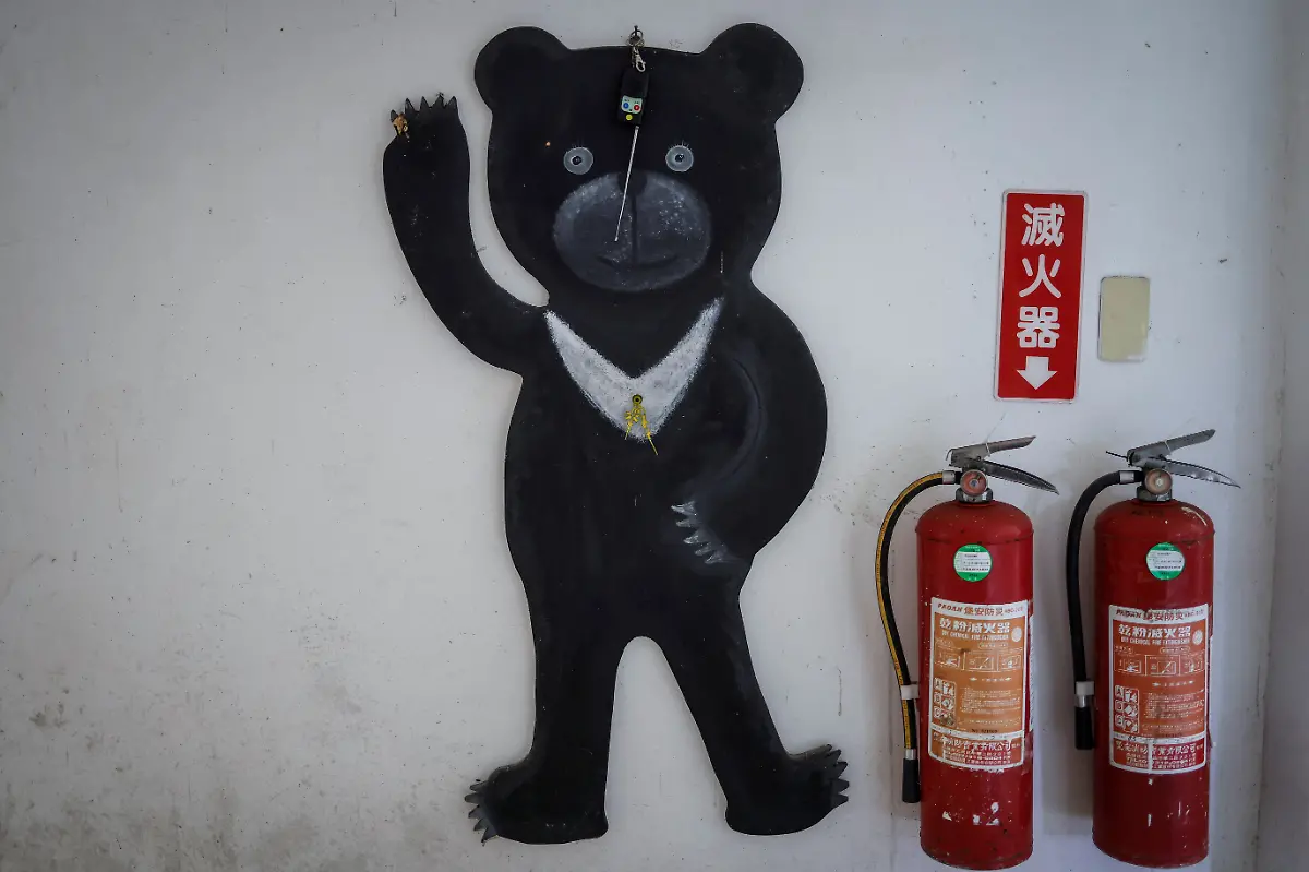 2024-08-27T230042Z-980828828-RC2VM7A0ZV4B-RTRMADP-3-TAIWAN-WILDLIFE-FORMOSAN-BEARS