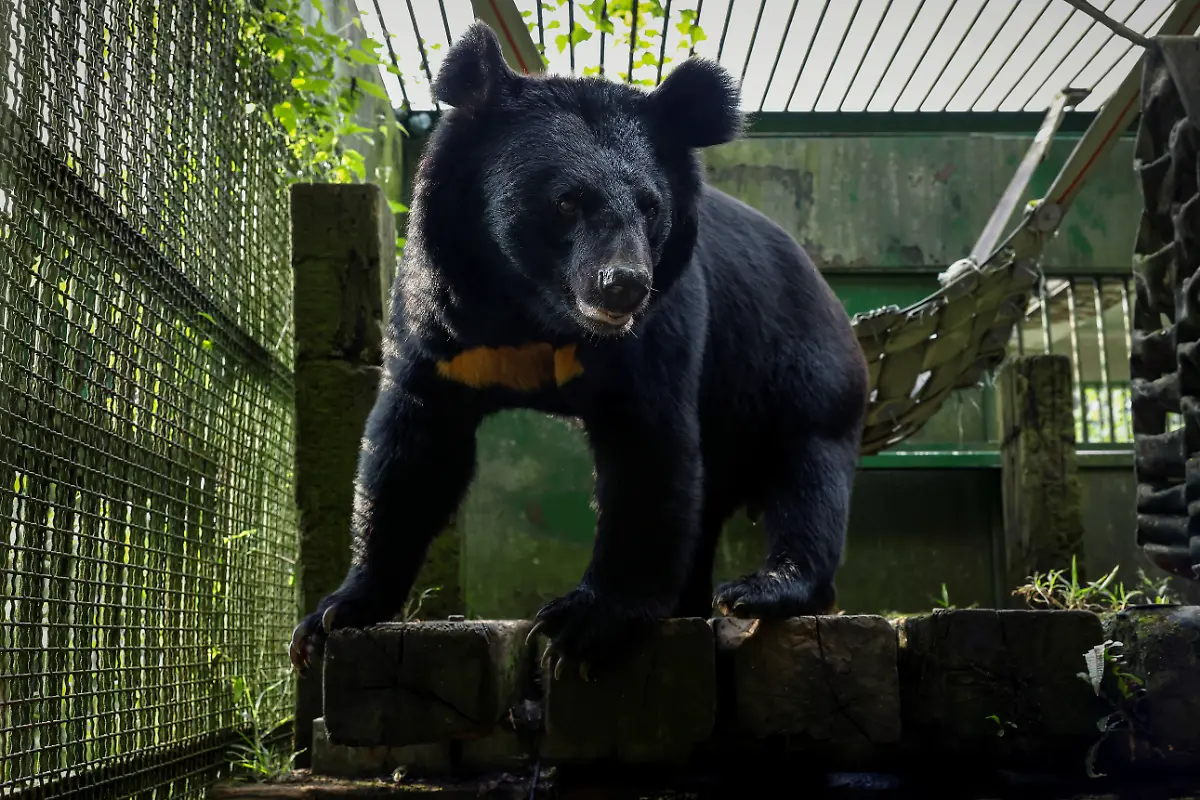 2024-08-27T230105Z-48172936-RC2WQ7AZTH90-RTRMADP-3-TAIWAN-WILDLIFE-FORMOSAN-BEARS