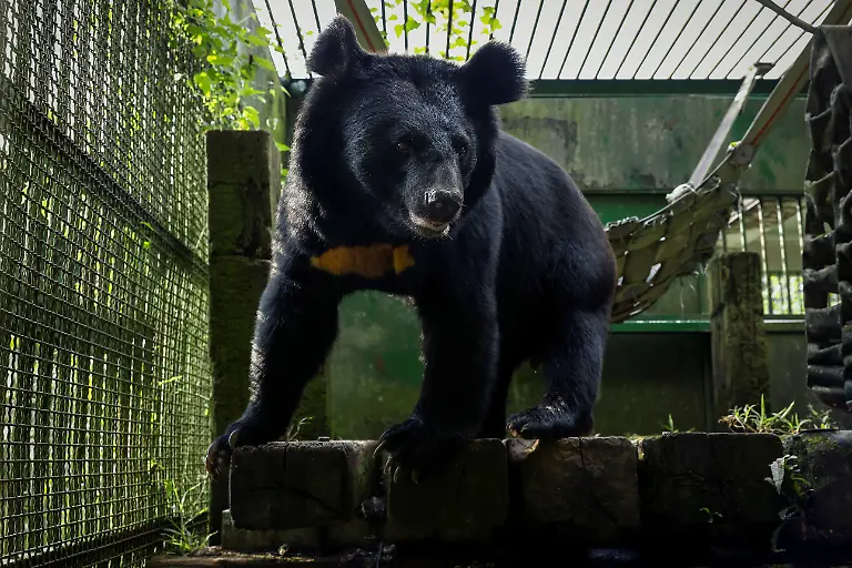 2024-08-27T230105Z-48172936-RC2WQ7AZTH90-RTRMADP-3-TAIWAN-WILDLIFE-FORMOSAN-BEARS