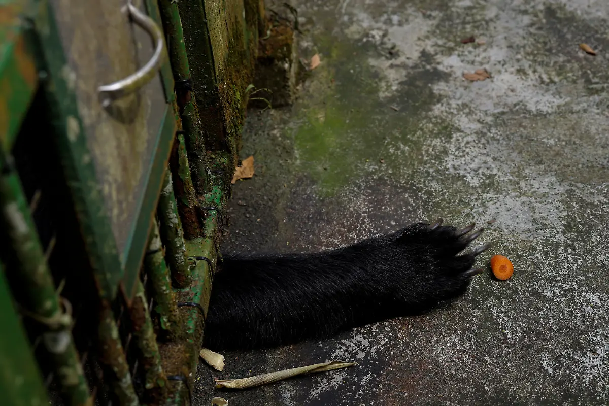 2024-08-27T230059Z-1065727781-RC2PM7AJH3WU-RTRMADP-3-TAIWAN-WILDLIFE-FORMOSAN-BEARS