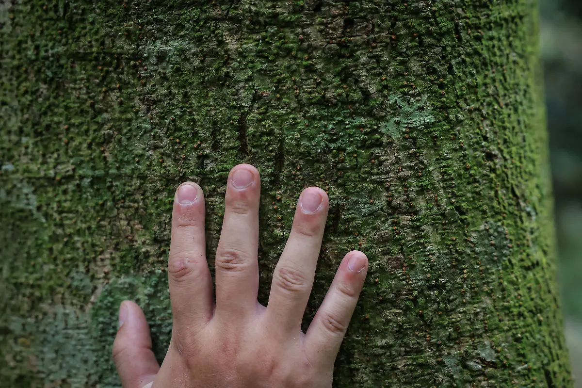 Kratzspuren-von-Baeren