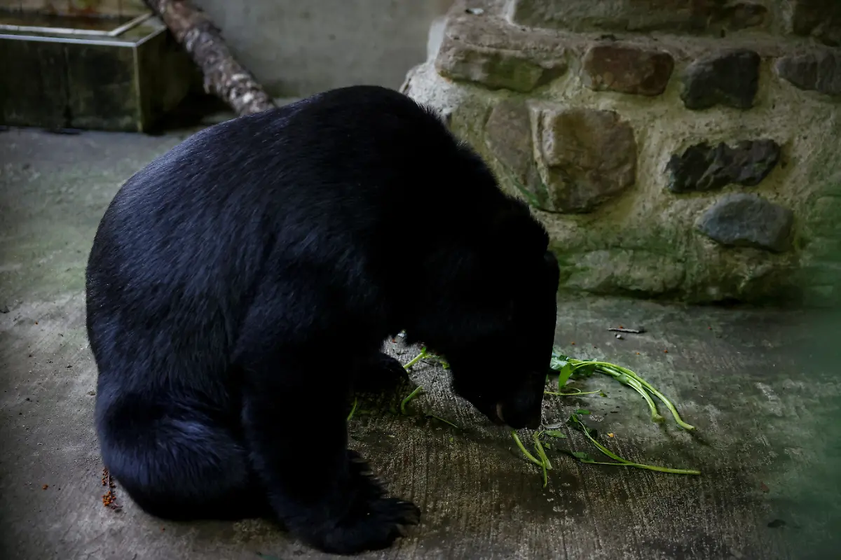 2024-08-27T230051Z-1686288571-RC2PM7A3O1QR-RTRMADP-3-TAIWAN-WILDLIFE-FORMOSAN-BEARS