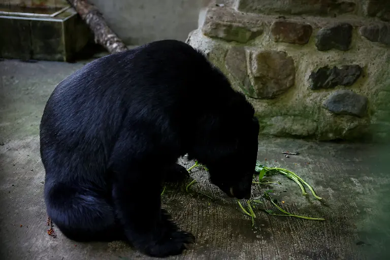 2024-08-27T230051Z-1686288571-RC2PM7A3O1QR-RTRMADP-3-TAIWAN-WILDLIFE-FORMOSAN-BEARS