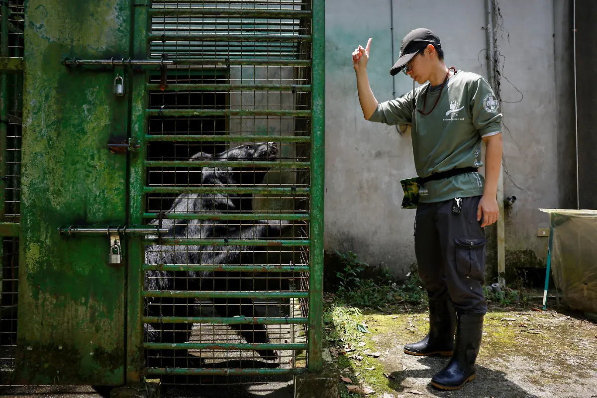 2024-08-27T230033Z-1269943429-RC2SM7A1IY17-RTRMADP-3-TAIWAN-WILDLIFE-FORMOSAN-BEARS