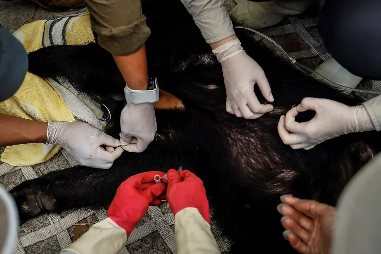 2024-08-27T230043Z-1792432318-RC2VQ7A0YQAQ-RTRMADP-3-TAIWAN-WILDLIFE-FORMOSAN-BEARS