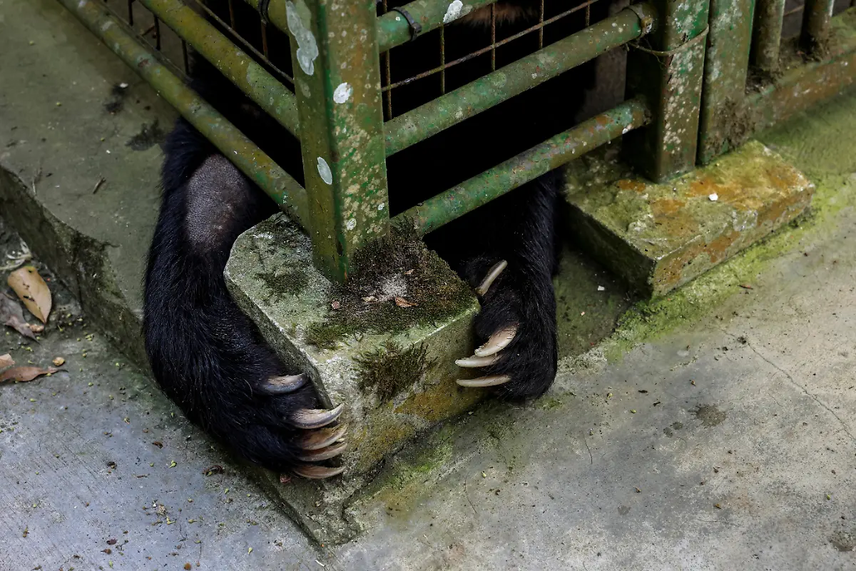 2024-08-27T230039Z-938302565-RC2SM7A0BFLE-RTRMADP-3-TAIWAN-WILDLIFE-FORMOSAN-BEARS