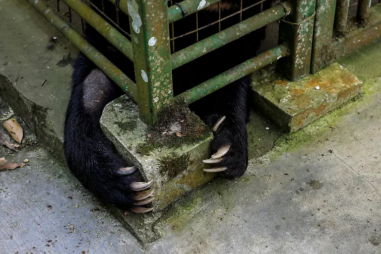 2024-08-27T230039Z-938302565-RC2SM7A0BFLE-RTRMADP-3-TAIWAN-WILDLIFE-FORMOSAN-BEARS