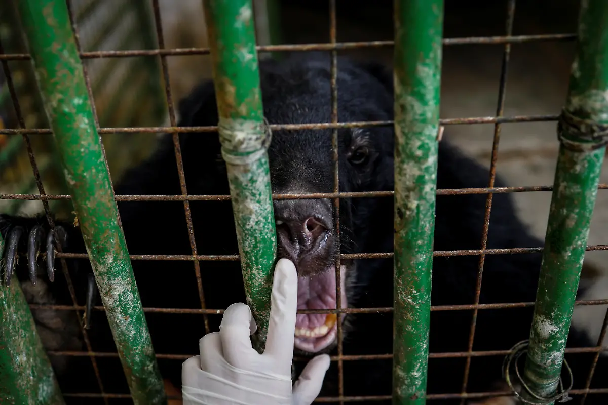 2024-08-27T230048Z-740130937-RC2TQ7ABBX92-RTRMADP-3-TAIWAN-WILDLIFE-FORMOSAN-BEARS