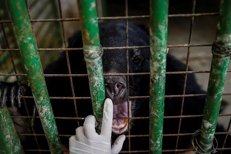 2024-08-27T230048Z-740130937-RC2TQ7ABBX92-RTRMADP-3-TAIWAN-WILDLIFE-FORMOSAN-BEARS