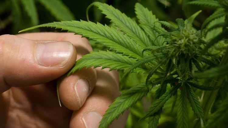 Im Gegensatz zum bekannten Tetrahydrocanabinol (THC) in Hanfpflanzen wirken andere Cannabinoide nicht psychoaktiv.