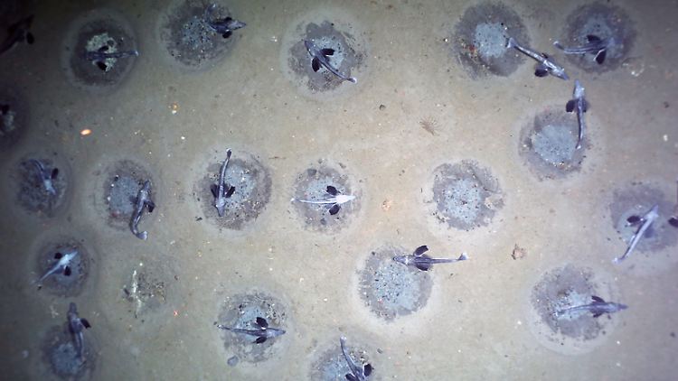 Die entdeckten Nester der Eisfische enthalten jeweils Hunderte Eier, die meist von einem ausgewachsenen Fisch bewacht werden.
