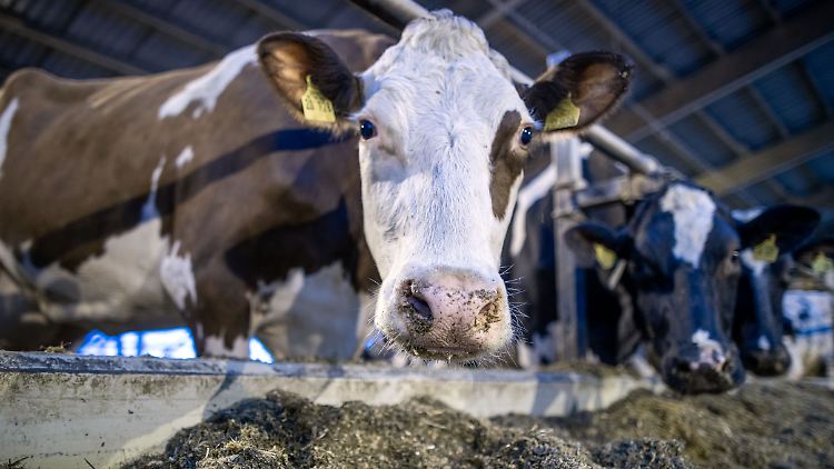 Die Kennzeichnung der Tierhaltung soll dem Verbraucher in den kommenden Jahren auch Aufschluss über die Produktionsverhältnisse von Milch geben.