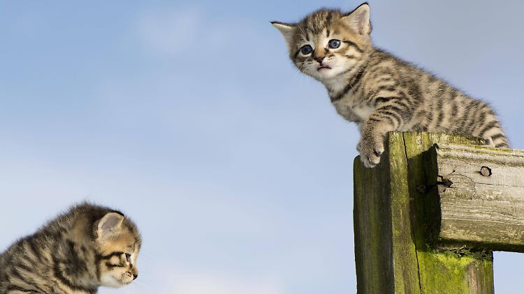 Zwei Frauen in der Nähe von Hamburg sollen mit mehr als 100 Katzen gehaust haben.