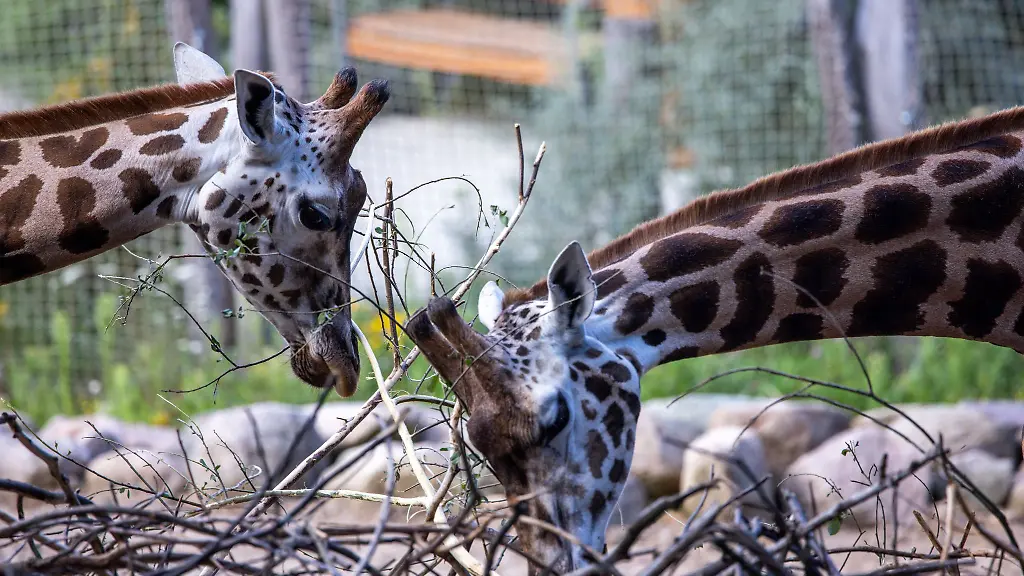 Im-Schweriner-Zoo-musste-ein-zehn-Tage-altes-Giraffenjunges-eingeschlaefert-werden