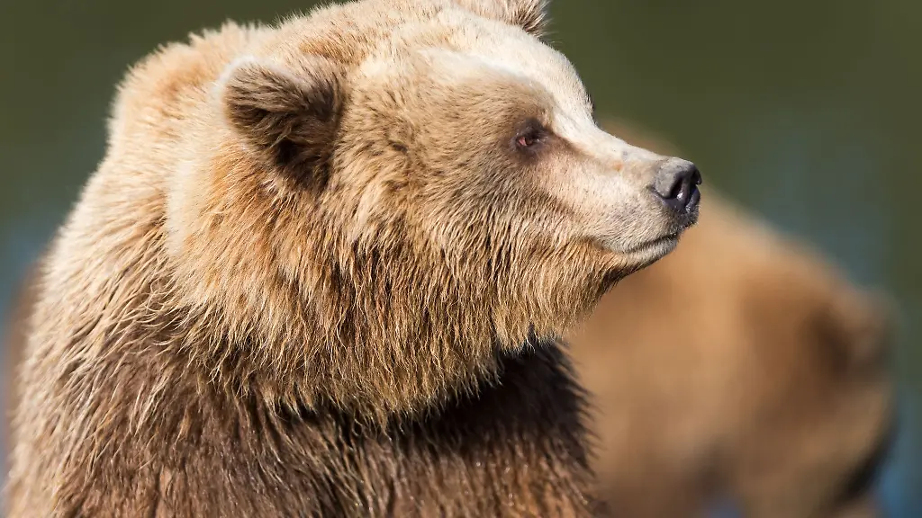 Baeren-natuerlich-auch-Braunbaeren-orientieren-sich-hauptsaechlich-am-Geruch-und-am-Hoeren