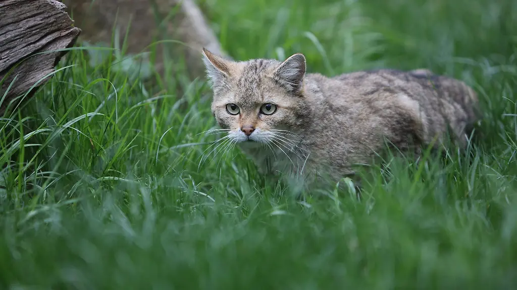 Der-Bund-fuer-Umwelt-und-Naturschutz-Sachsen-zieht-eine-erfolgreiche-Bilanz-zu-seinem-Wildkatzen-Projekt-Archivbild