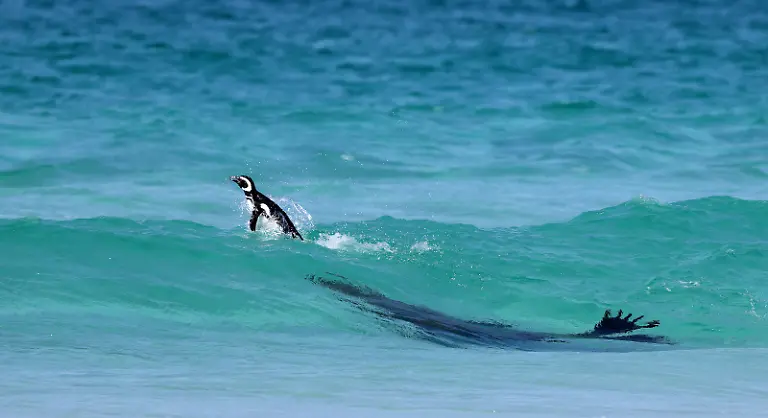 Bronze-Bird-Behaviour