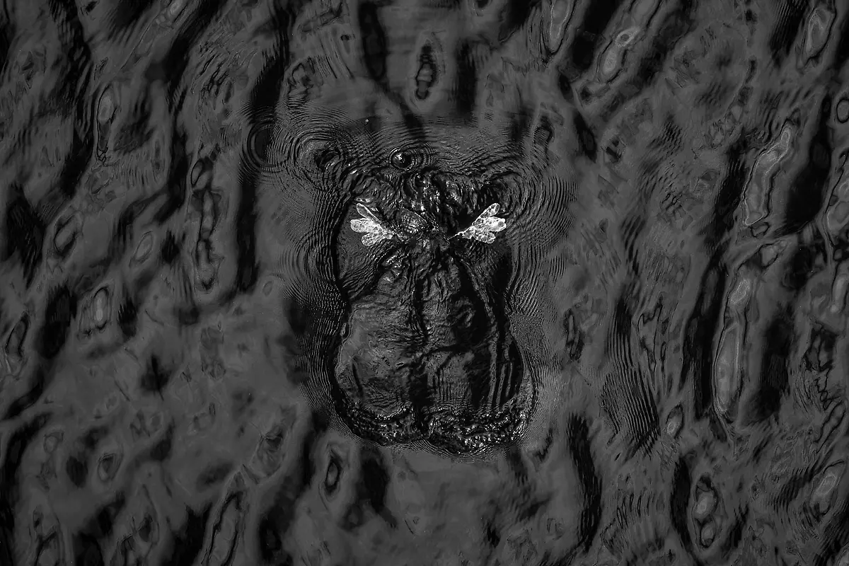 Gold-Black-and-White