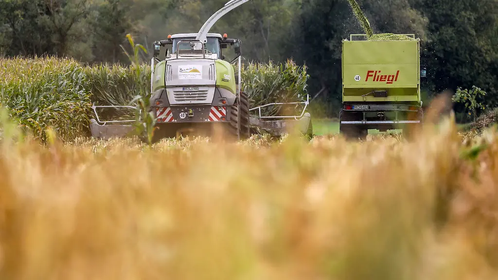 Ein-Maishaecksler-ist-bei-Erntearbeiten-beschaedigt-worden