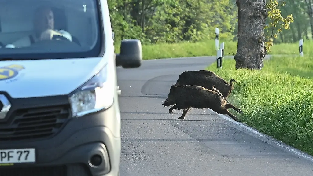 Zusammenstoesse-mit-Wild-sind-eine-der-haeufigsten-Unfallursachen