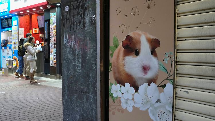 In Hongkong und den Niederlanden wurden Hamster positiv getestet.