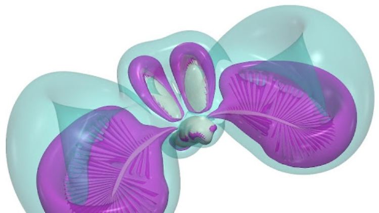 3D-Visualisierung der Luftströme während des Flügelschlags beim Käfer Paratuposa placentis.