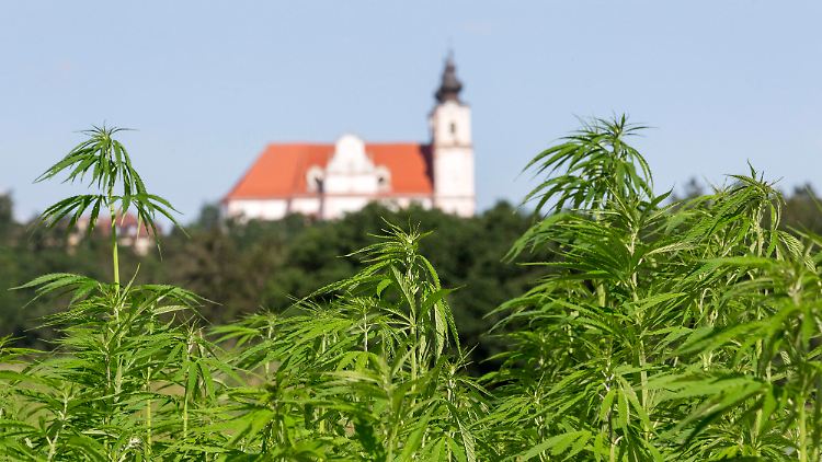 Idyllisches Hanffeld vor Dorfkirche: Die deutschen Bauern machen sich bereits kundig, wie die Pflanzen am besten blühen und gedeihen. 
