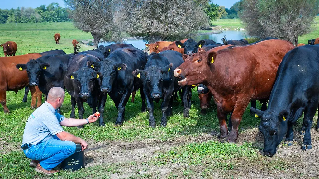 Heiko-Gluth-erwartet-rund-1-000-Besucher-auf-seinem-Hof-in-Schimm-in-der-Naehe-von-Wismar-bei-der-17-Bio-Landpartie-Neben-kulinarischen-Koestlichkeiten-koennen-sich-die-Gaeste-unter-anderem-auf-Haendler-Technik-und-die-Kinder-auf-eine-Stroh-Huepfburg-freuen