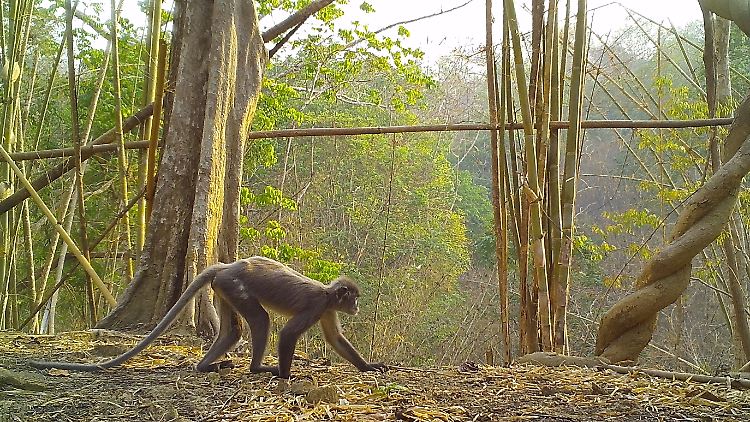 Der Popa-Langur ist eine eigene Art und sehr selten.