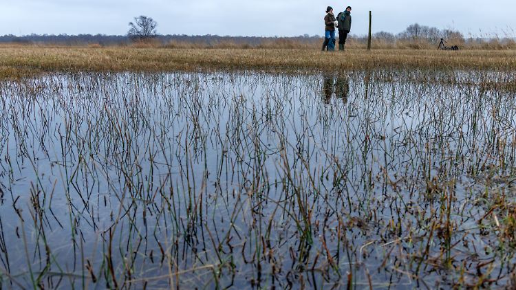 Sobald der Wasserstand wieder steigt, kann neuer Torf wachsen und CO2 aufnehmen.